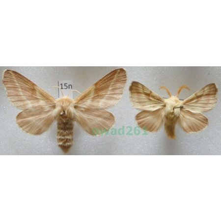 Malacosoma castrensis (Linnaeus, 1758) pair Barczatka wilczomleczówka Armenia15n